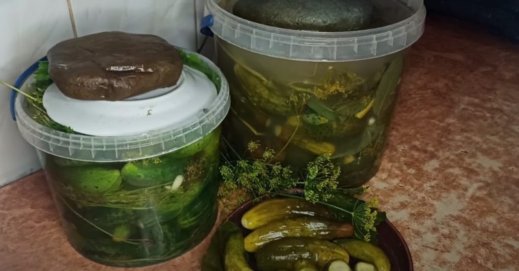 30 років — тільки так! Хрусткі квашені огірочки, як із бабусиної діжки