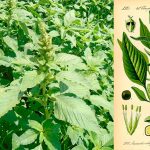 Амарант запрокинутий (Amaranthus retroflexus): користь, лікувальні властивості та рецепти застосування
