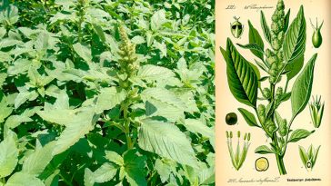 Амарант запрокинутий (Amaranthus retroflexus): користь, лікувальні властивості та рецепти застосування