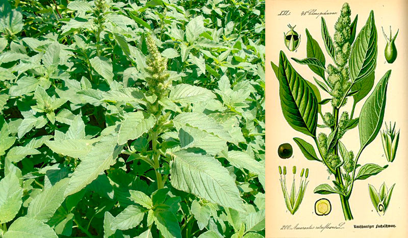 Амарант запрокинутий (Amaranthus retroflexus): користь, лікувальні властивості та рецепти застосування