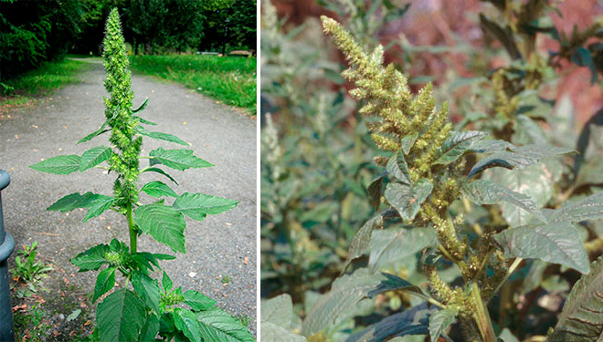 Амарант запрокинутий (Amaranthus retroflexus): користь, лікувальні властивості та рецепти застосування