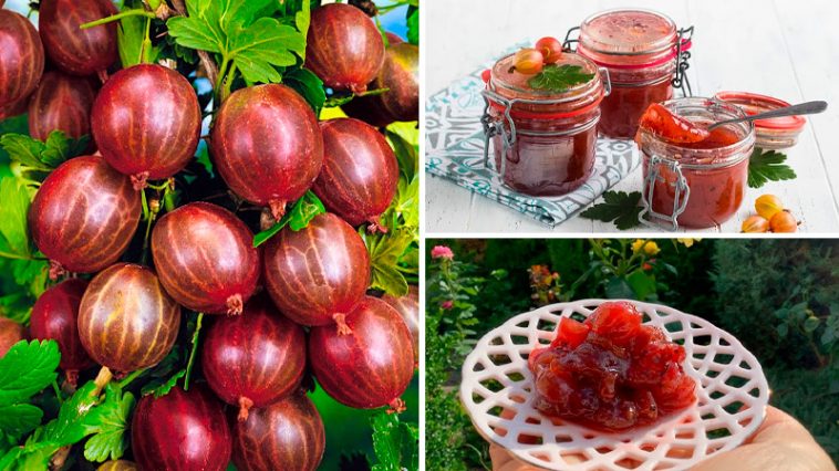 Смарагдове варення з агрусу з вишневим листям — делікатес для вибагливих