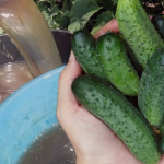 Щоб огірки родили до самої осені! Добриво, яке знайдеться на кожній кухні 🥒🍃