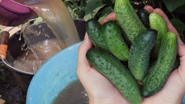 Щоб огірки родили до самої осені! Добриво, яке знайдеться на кожній кухні 🥒🍃