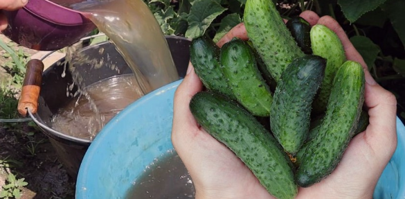 Щоб огірки родили до самої осені! Добриво, яке знайдеться на кожній кухні 🥒🍃
