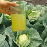 🌿 Качани зав’яжуться швидше! Просте й дешеве підживлення, яке творить дива з капустою
