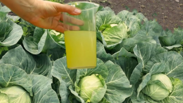 🌿 Качани зав’яжуться швидше! Просте й дешеве підживлення, яке творить дива з капустою