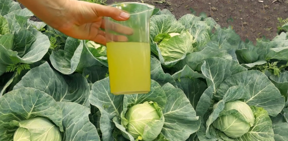 🌿 Качани зав’яжуться швидше! Просте й дешеве підживлення, яке творить дива з капустою