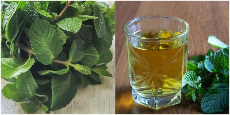 Домашня настоянка на м’яті — ароматна класика у новому звучанні