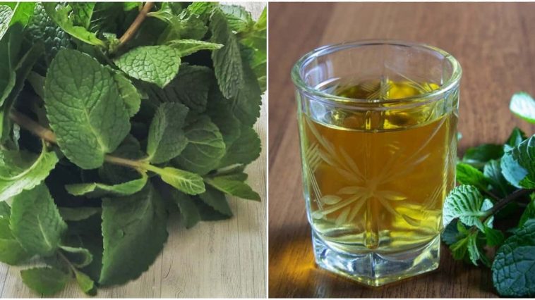 Домашня настоянка на м’яті — ароматна класика у новому звучанні