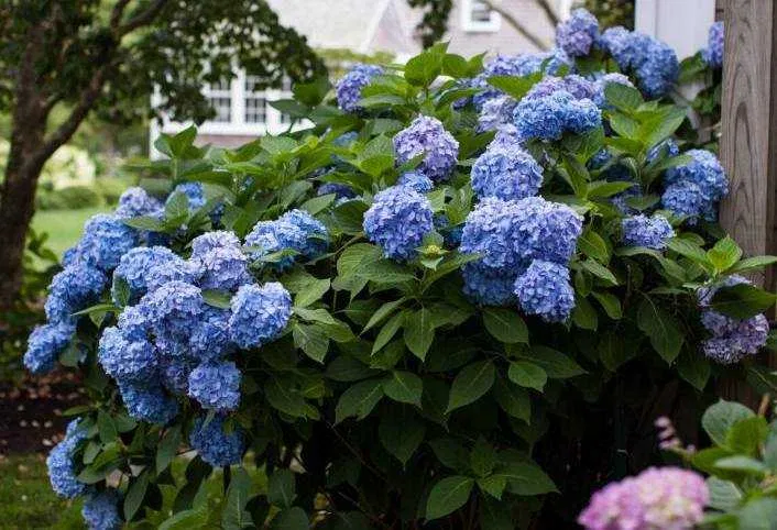 Як змінити колір гортензії: покрокова інструкція для садівників 🌸