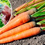 Встигніть подвоїти врожай моркви в липні! Дієві та прості підживлення, які працюють