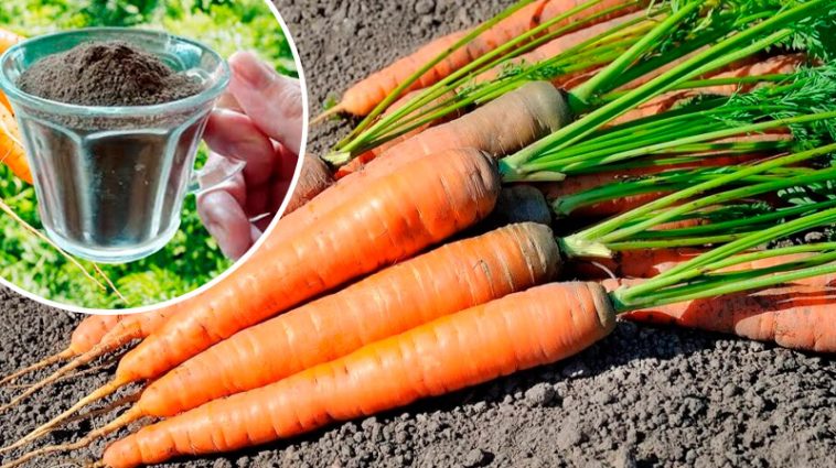 Встигніть подвоїти врожай моркви в липні! Дієві та прості підживлення, які працюють