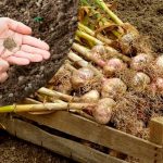 🧄 Часник зібрали — що садити далі? Не дайте грядці простоювати!