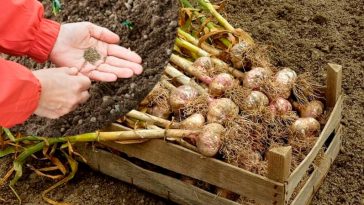 🧄 Часник зібрали — що садити далі? Не дайте грядці простоювати!