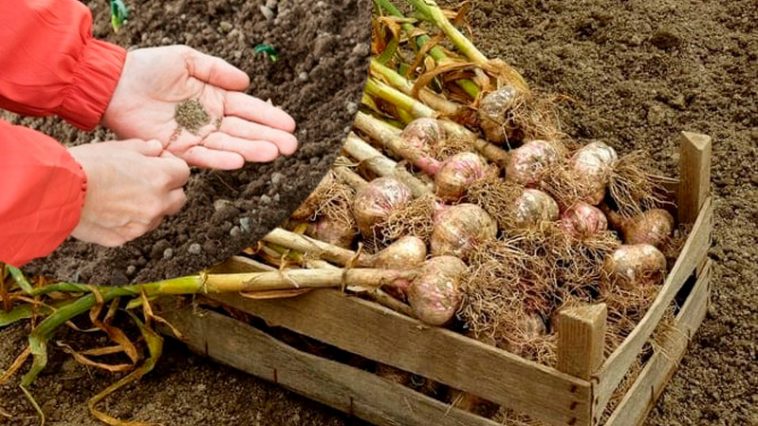 🧄 Часник зібрали — що садити далі? Не дайте грядці простоювати!