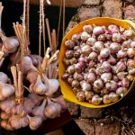 Ніколи так не робіть із часником після викопування — якщо хочете, щоб він зберігся до самої весни!
