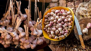 Ніколи так не робіть із часником після викопування — якщо хочете, щоб він зберігся до самої весни!