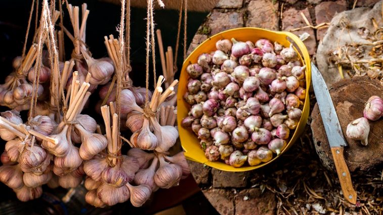 Ніколи так не робіть із часником після викопування — якщо хочете, щоб він зберігся до самої весни!