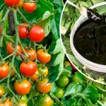 3 таблетки на 10 літрів — і помідори рвуться в бій! Липневе підживлення, яке пробуджує зав’язі