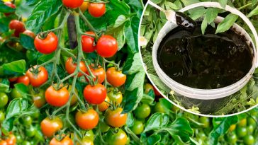 3 таблетки на 10 літрів — і помідори рвуться в бій! Липневе підживлення, яке пробуджує зав’язі
