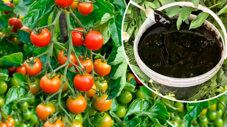 3 таблетки на 10 літрів — і помідори рвуться в бій! Липневе підживлення, яке пробуджує зав’язі