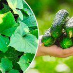 Щоб огірочки не жовтіли: підживлення для щедрого врожаю