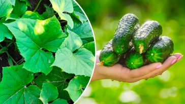 Щоб огірочки не жовтіли: підживлення для щедрого врожаю