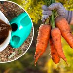 Шкодую, що не дізналась раніше: як підживити моркву, щоб виросла велика, соковита та солодка