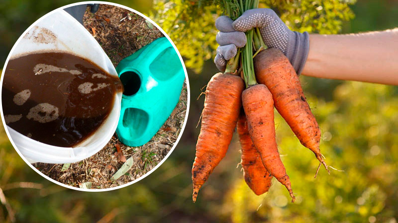 Шкодую, що не дізналась раніше: як підживити моркву, щоб виросла велика, соковита та солодка