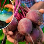 Як підживити буряк у липні, щоб він був солодким і довго зберігався