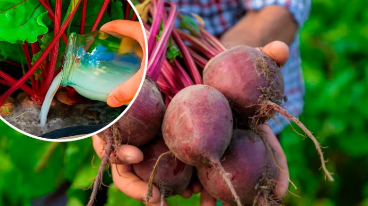 Як підживити буряк у липні, щоб він був солодким і довго зберігався