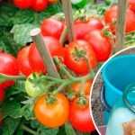 Дідівський еліксир для томатів: рослини ростуть наче на дріжджах!