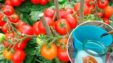 Дідівський еліксир для томатів: рослини ростуть наче на дріжджах!