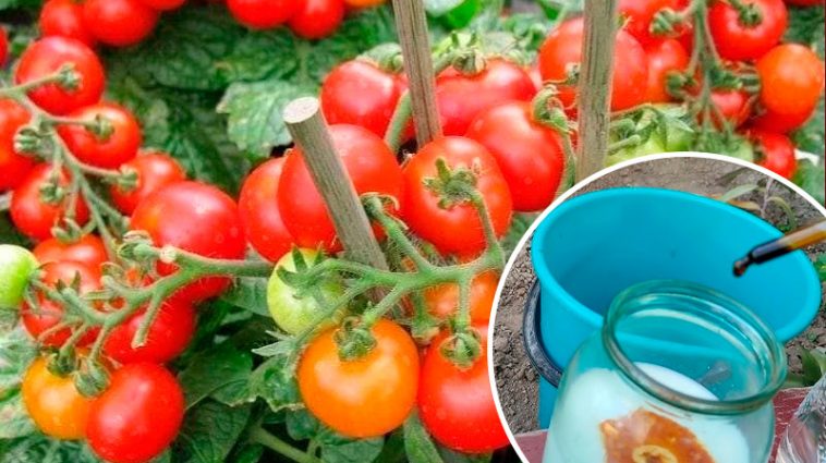 Дідівський еліксир для томатів: рослини ростуть наче на дріжджах!