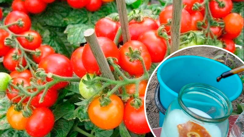 Дідівський еліксир для томатів: рослини ростуть наче на дріжджах!