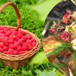 Якщо в липні жовтіє та сохне малина – не зволікайте: ось що робити, щоб врятувати врожай