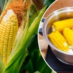 Як смачно зварити молоду кукурудзу: секрети ніжності та аромату