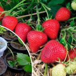 Як вкорінити полуничні вусики без шкоди для материнського куща: простий і ефективний спосіб