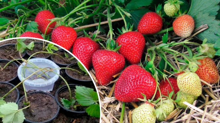 Як вкорінити полуничні вусики без шкоди для материнського куща: простий і ефективний спосіб