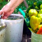 Підживлення перців без хімії — тільки натуральні засоби!