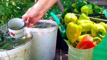 Підживлення перців без хімії — тільки натуральні засоби!