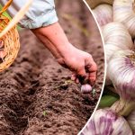 Часник у серпні? Так, і ось чому!