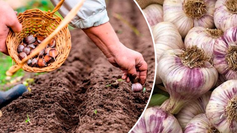 Часник у серпні? Так, і ось чому!