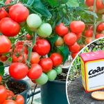Секрет бабусі: сода — мій рятівник для томатів! По відру з куща — це реально!