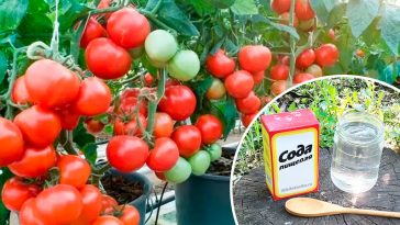 Секрет бабусі: сода — мій рятівник для томатів! По відру з куща — це реально!
