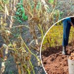 Коли копати картоплю, якщо бадилля вже всохло?