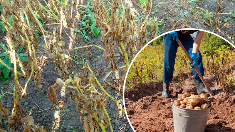 Коли копати картоплю, якщо бадилля вже всохло?