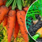 Як уникнути позеленіння моркви: прості секрети солодкого врожаю
