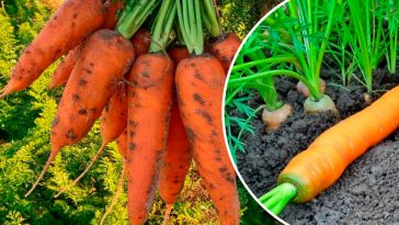 Як уникнути позеленіння моркви: прості секрети солодкого врожаю